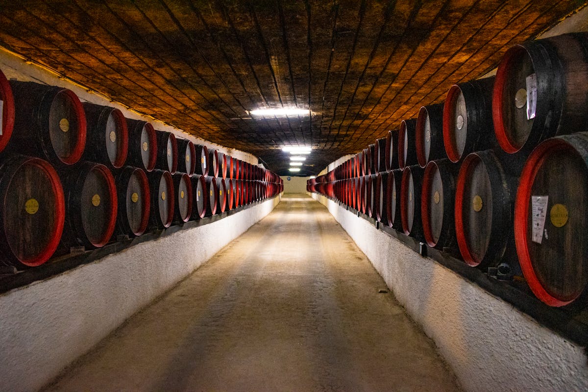 Long corridor of large oak aging barrels in a south Garda Lugana producer cellar