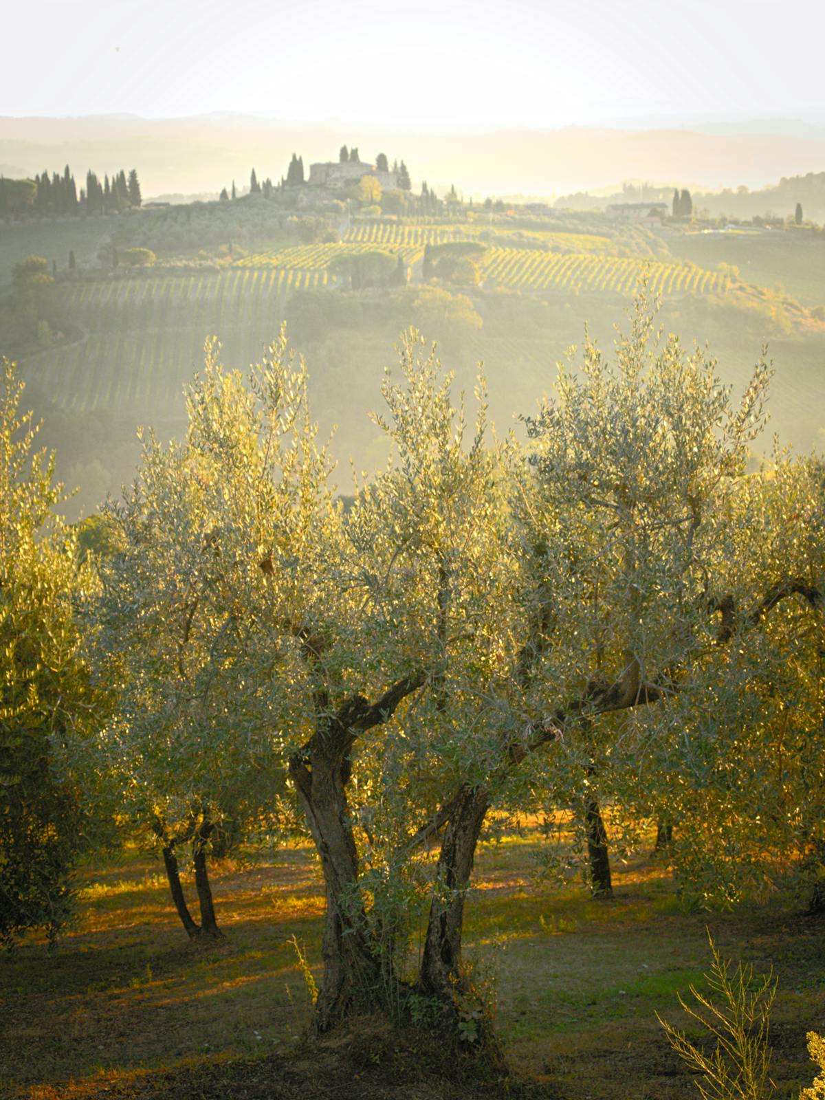 An olive grove on a hill above Padenghe sul Garda with the lake in the distance